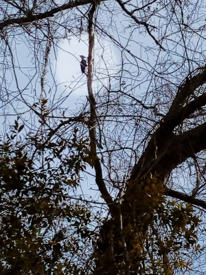 [The image is full of smaller twigs with one large tree trunk in the lower right. The bird is on a vertical branch which runs from the trunk straight to top in the middle of the image. The bird is on the left of the branch facing right as it pecks. The sky is blue with a circle around the bird faded until it is almost white so the bird is noticeable among the branches.]